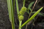 American bur-reed